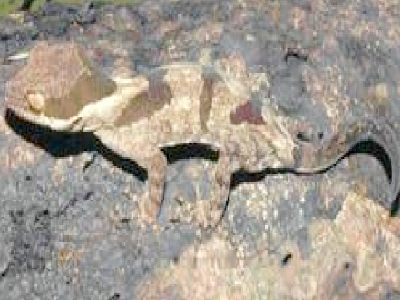 Khám phá loài thằn lằn chân ngón lớn nhất